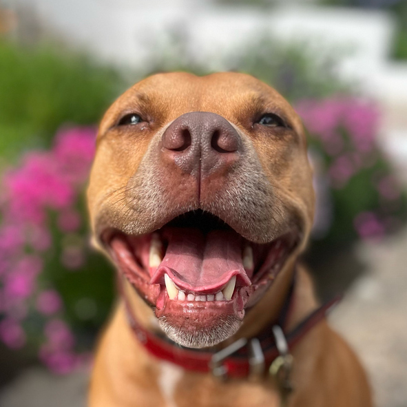 Happy pup